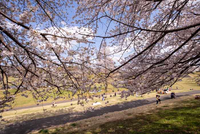 大宮第二公園　土手の桜並木