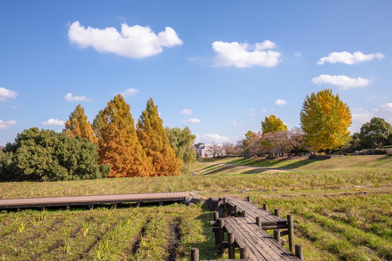 大宮第二公園 メタセコイアの紅葉
