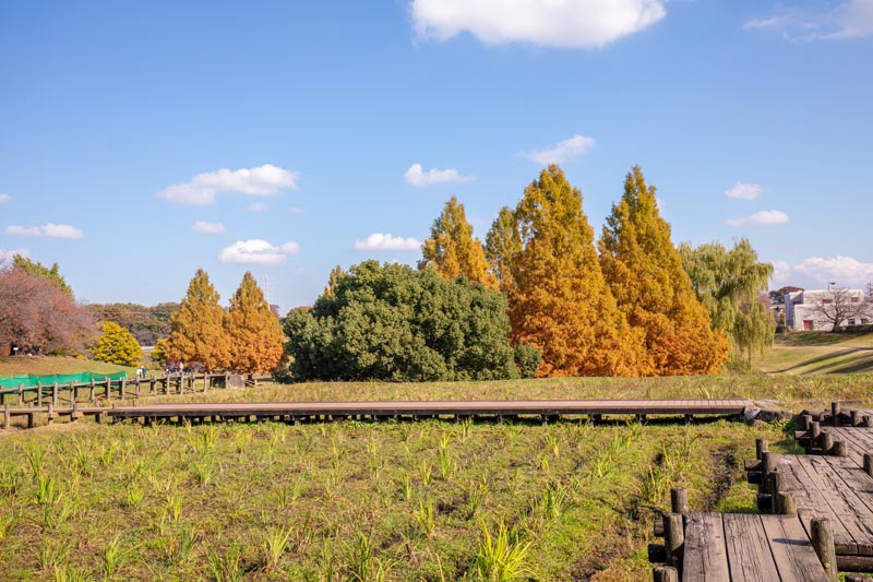 大宮第二公園 メタセコイアの紅葉