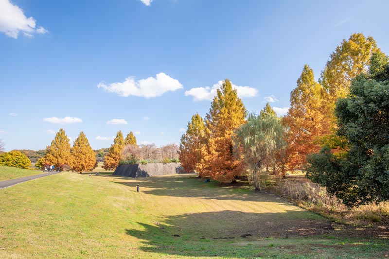 大宮第二公園 メタセコイアの紅葉