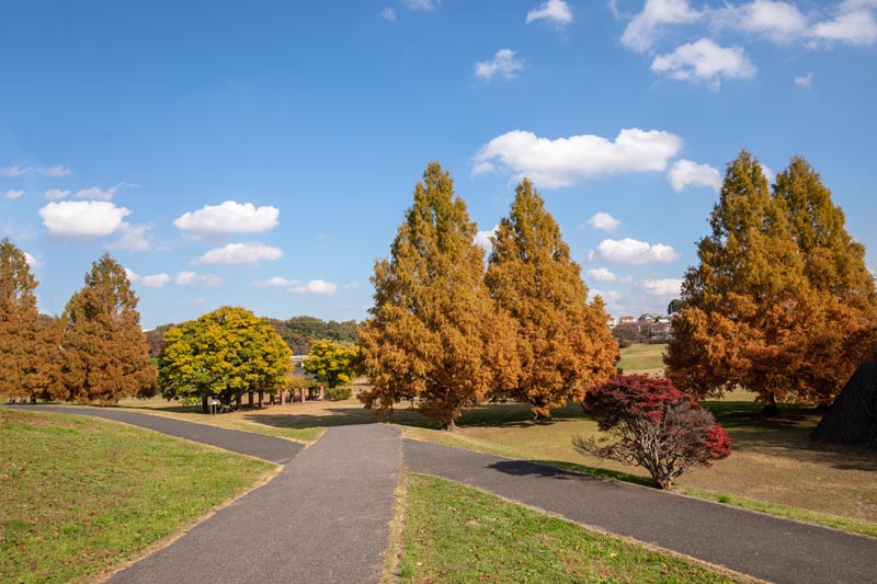 大宮第二公園 メタセコイアの紅葉