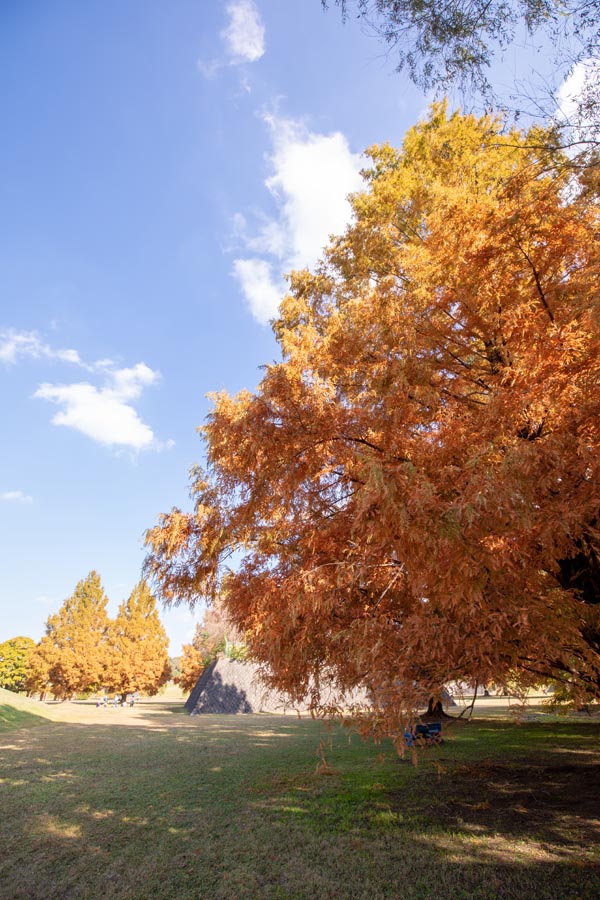 大宮第二公園 メタセコイアの紅葉
