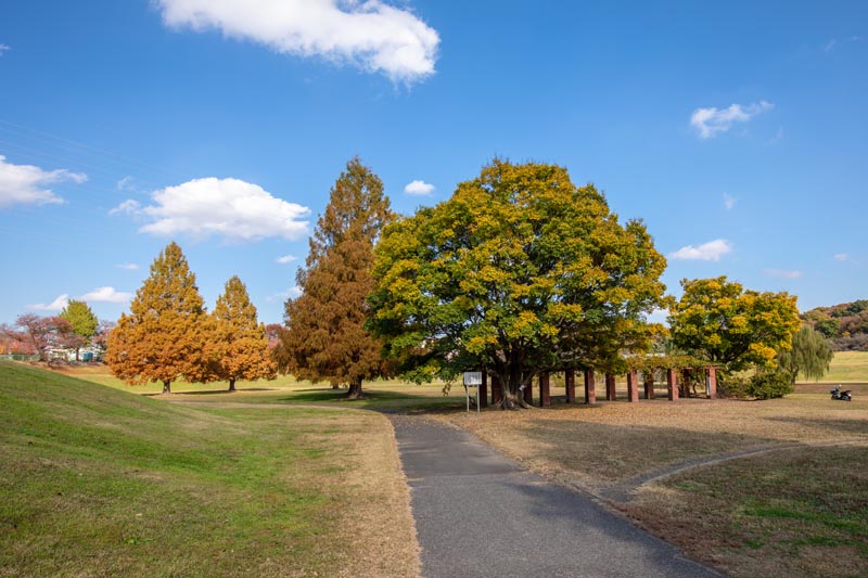 大宮第二公園 メタセコイアの紅葉