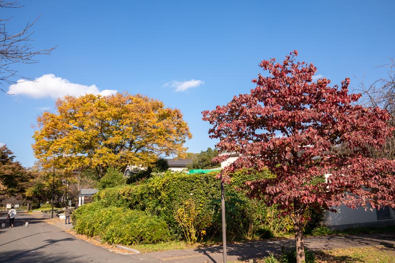 大宮第二公園 多目的広場周囲の紅葉