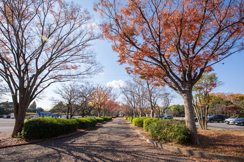 大宮第二公園 多目的広場周囲の紅葉