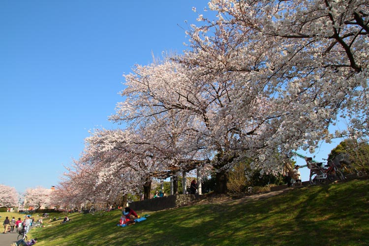 大宮第二公園　土手の桜
