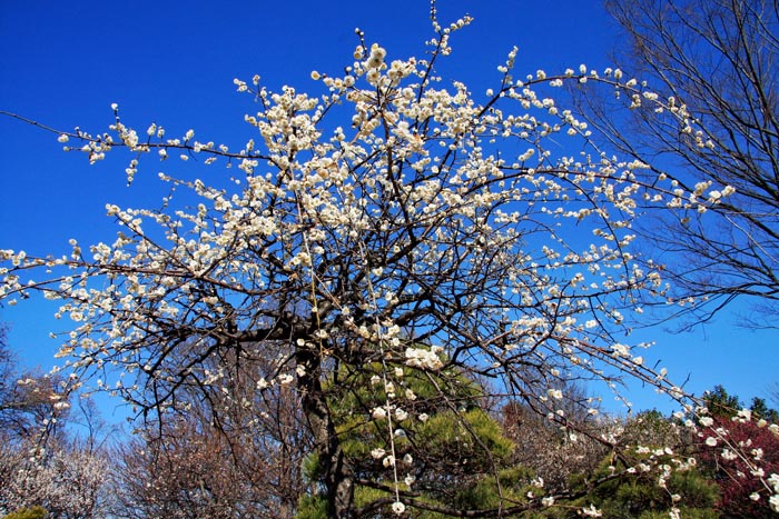大宮第二公園 梅まつり