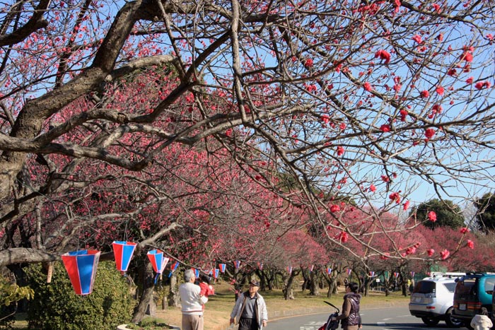 大宮第二公園 梅まつり