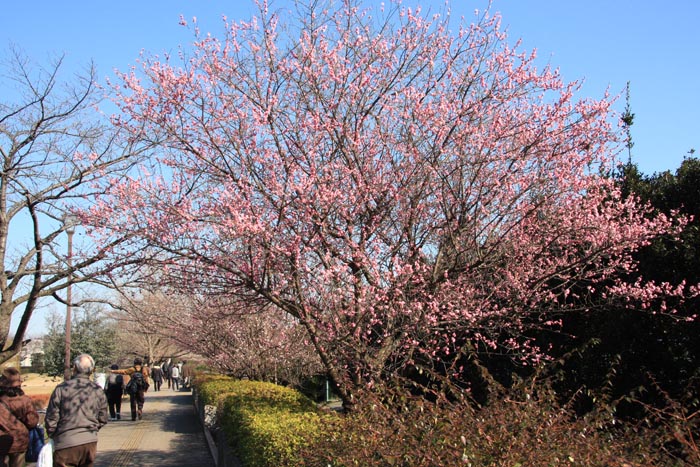 大宮第二公園 梅まつり