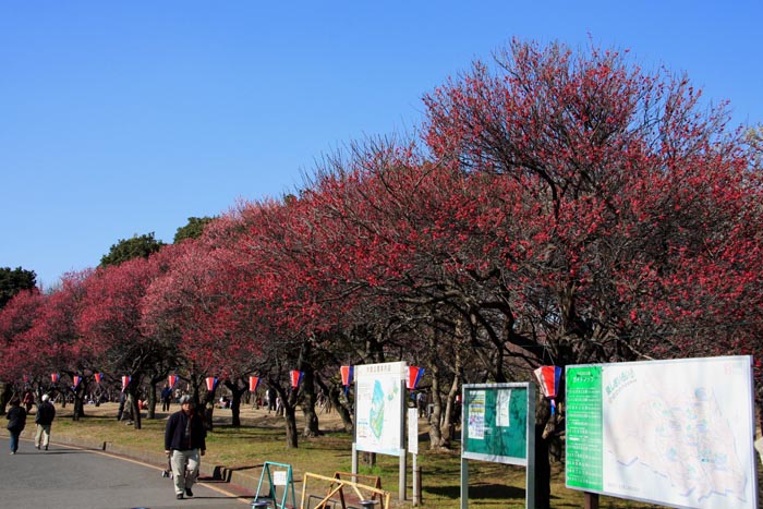 大宮第二公園 梅まつり