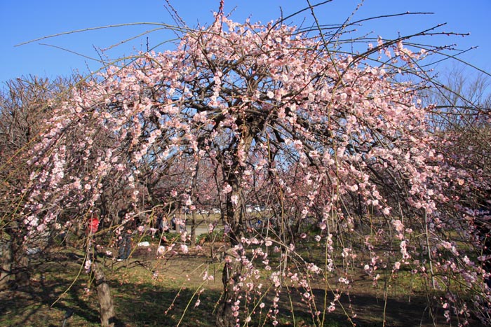 大宮第二公園 さいたま市大宮区 梅まつり 公園へ行こう