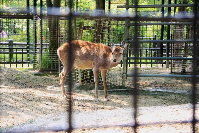 大崎公園 子供動物園