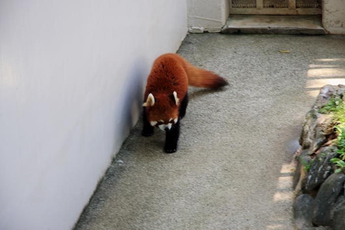 大崎公園 子供動物園