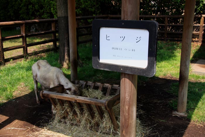 大崎公園 子供動物園