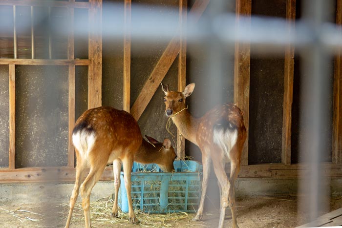 大崎公園 子供動物園