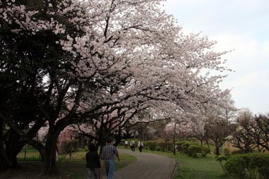 水城公園　行田　満開の桜