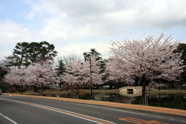 水城公園　行田　満開の桜