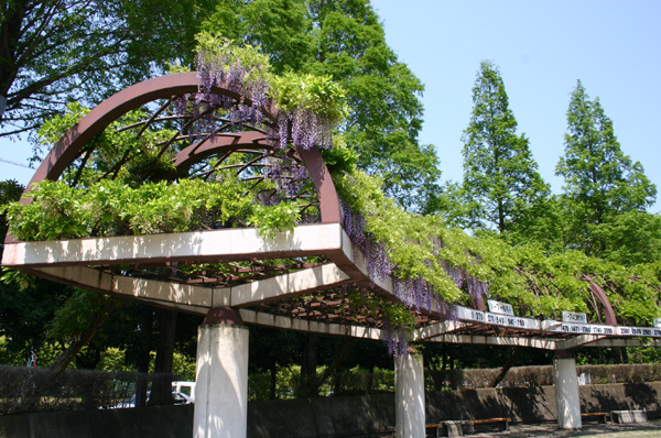 庄和総合公園　藤棚　2007年の写真