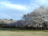 内牧公園　桜