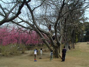 古河公方公園　桃まつり（2002）