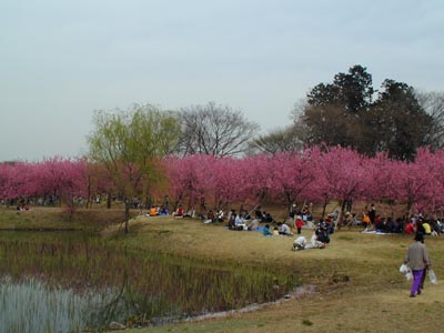 古河公方公園　桃まつり（2002）