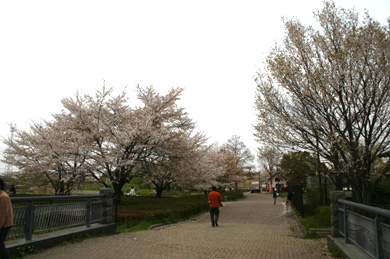 出羽公園　桜