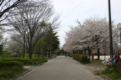 出羽公園　桜