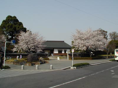 花田苑・こしがや能楽堂 桜 2000年撮影