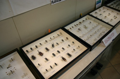 上尾丸山公園　自然学習館　昆虫標本