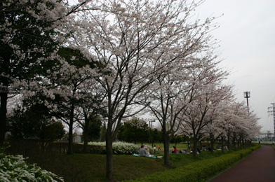 ふれあいの森公園　桜