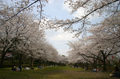 城山公園　桜まつり
