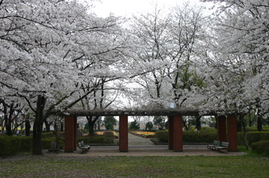 城山公園　桜まつり