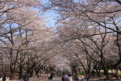 狭山稲荷山公園　桜