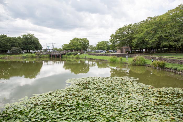 西城沼公園 蓮田市 釣り場 西城沼 公園へ行こう