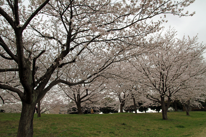 西城沼公園　満開の桜の丘