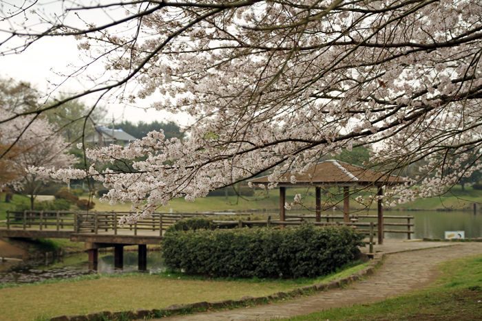 西城沼公園　満開の桜の丘