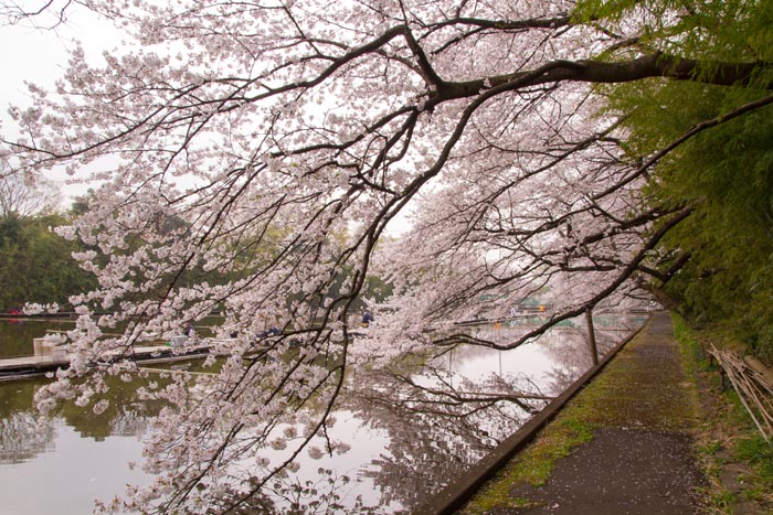 彩湖・道満グリーンパークの桜　へら鮒釣り場の中