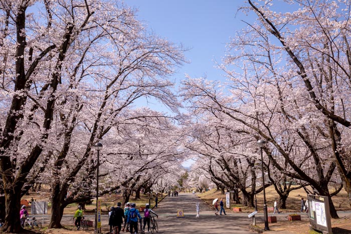 狭山稲荷山公園 満開の桜 2020年
