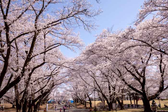 狭山公園