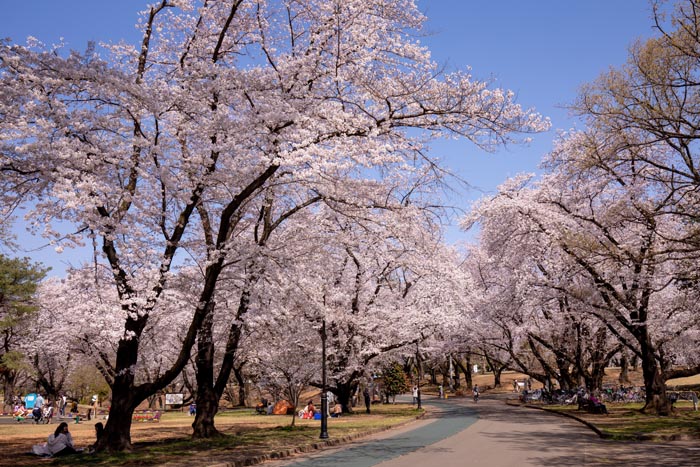 狭山稲荷山公園 満開の桜 2020年