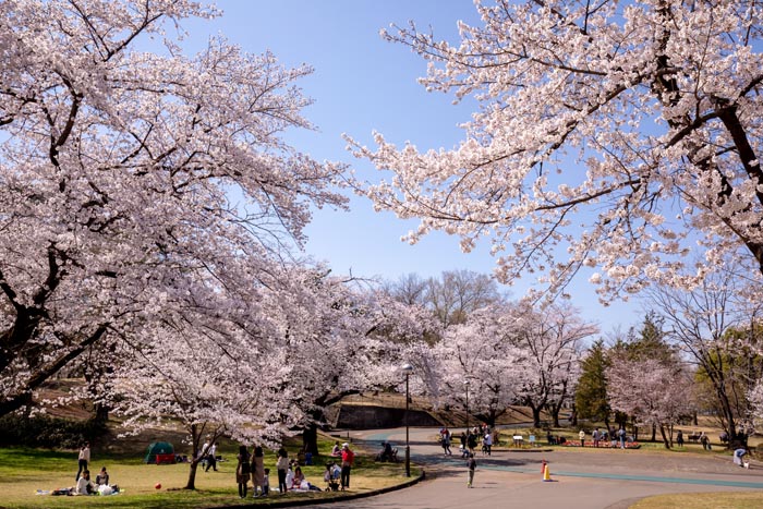 狭山稲荷山公園 満開の桜 2020年