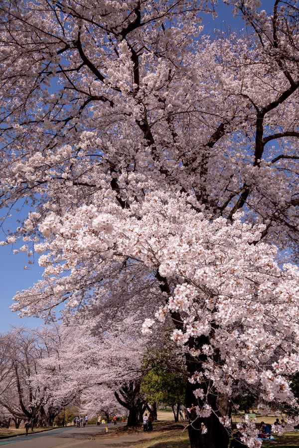 狭山稲荷山公園 満開の桜 2020年
