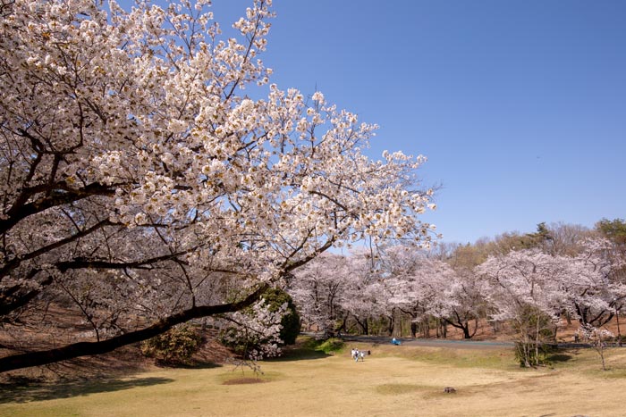 狭山稲荷山公園 満開の桜 2020年
