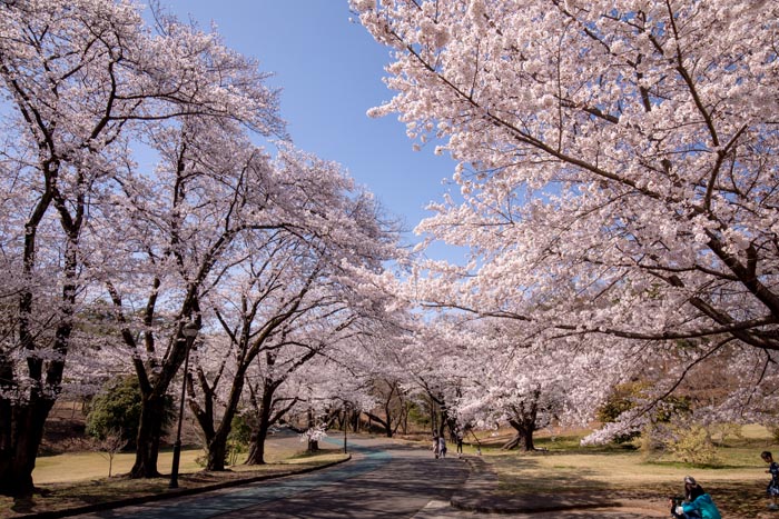 狭山稲荷山公園 満開の桜 2020年
