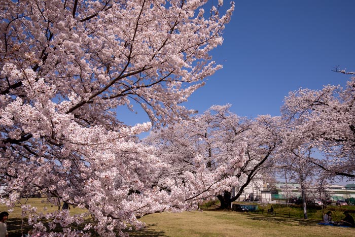 狭山稲荷山公園 満開の桜 2020年