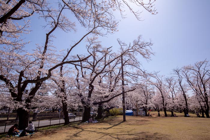狭山稲荷山公園 満開の桜 2020年