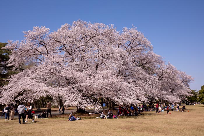 狭山稲荷山公園 狭山市 満開の桜 公園へ行こう