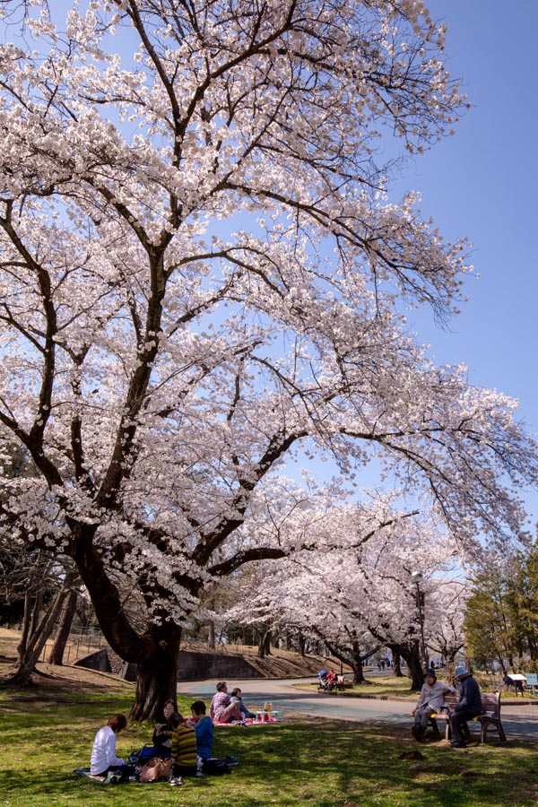 狭山稲荷山公園 狭山市 満開の桜 公園へ行こう