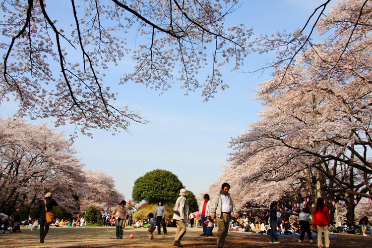 狭山稲荷山公園 満開の桜 2008年