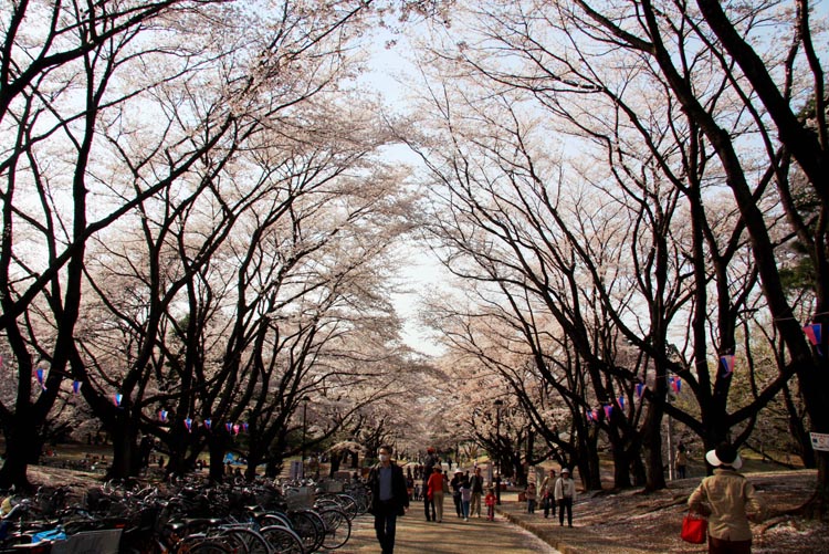 狭山稲荷山公園 満開の桜 2008年